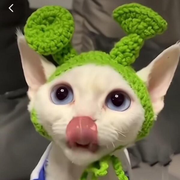 Pets Outfit Headware - Image 2